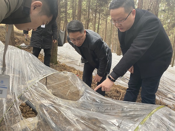 銅仁城交集團(tuán)黨委委員、副總經(jīng)理趙天勇一行赴石阡縣檢查羊肚菌基地種植情況